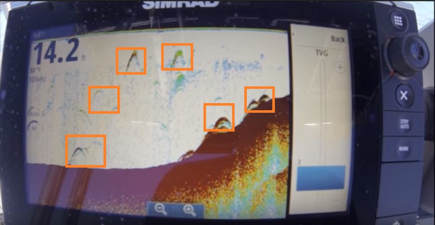 what do fish look like on a fish finder 